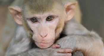 Estudo diz que transmissão do vírus zika pode acontecer via oral entre macacos rhesus